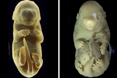 Un embrione di topo normale e uno in cui è stato spento il gene Tgfbr1, dotato di 6 zampe e organi che protrudono all'esterno dell'addome (fonte: A. Lozovska et al/Nature Communications)
