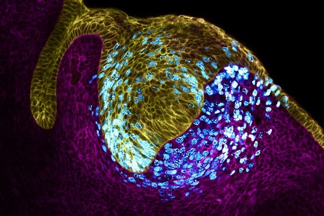 Lo sviluppo di un dente incisivo nell'embrione (fonte: Neha Pincha Shroff e Pengfei Xu)