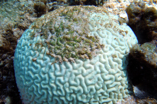 In corso uno sbiancamento di massa dei coralli di tutto il mondo (fonte: Noaa, Flickr)