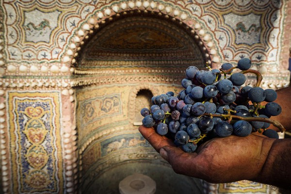 Raccolta dell'uva a Pompei