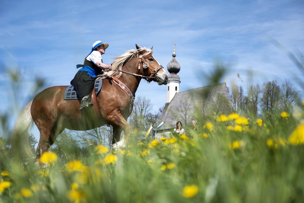 Traditional pilgrimage with horses in Traunstein