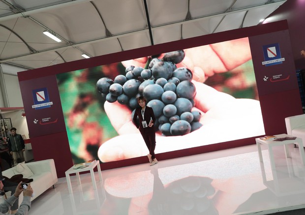 Wine grape production up 13.8% as prices plunge, Vinitaly © Ansa