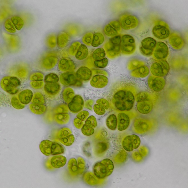 La nuova specie di alga microscopica chiamta Gormaniella terricola in onore della poetessa americana Amanda Gorman (fonte: Louise Lewis, University of Connecticut)