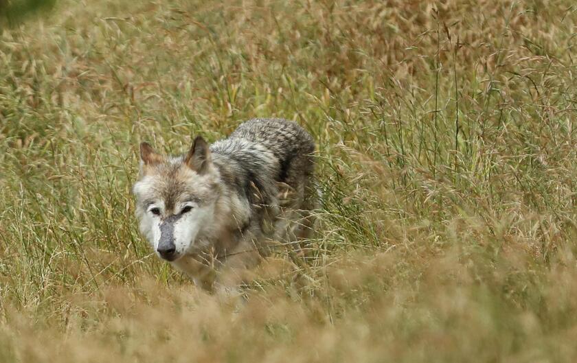 Wolves in France © ANSA/EPA