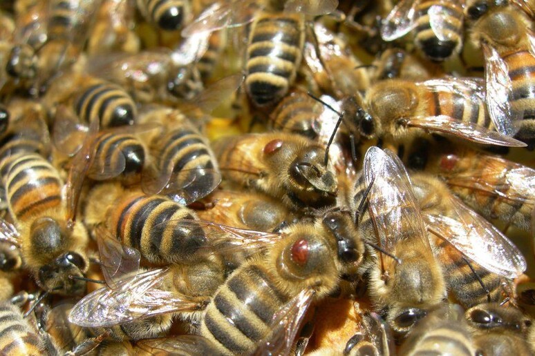 Api da miele selvatiche, prima app per censimento - RIPRODUZIONE RISERVATA