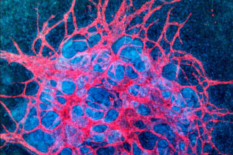 Rappresentazione artistica del rene in miniatura completo della rete di vasi sanguigni, aiuterà a studiare malattie e a sperimentare farmaci (fonte: Wyss Institute at Harvard University) - RIPRODUZIONE RISERVATA