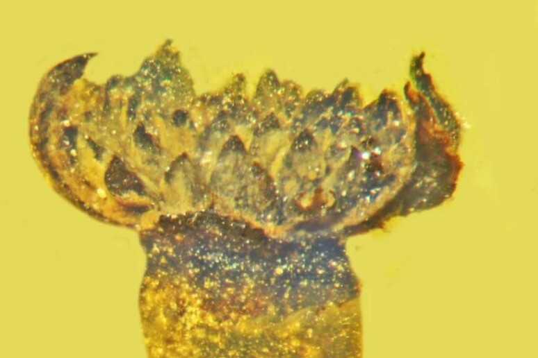 Rappresentazione artistica del fiore di 100 milioni di anni fa (fonte: George Poinar Jr./OSU) - RIPRODUZIONE RISERVATA