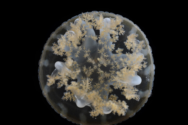 La medusa Cassiopea, esemplare di giovane adulto (fonte: Allen Collins) - RIPRODUZIONE RISERVATA