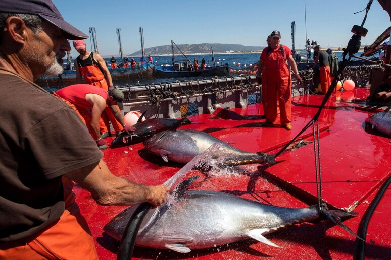Pesca: Bolton-Oxfam, insieme per filiera del tonno più equa - RIPRODUZIONE RISERVATA