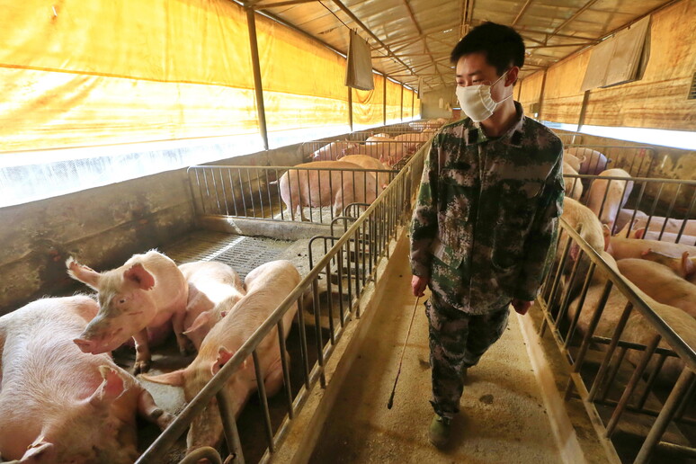In Cina virus influenza potenzialmente pandemico - RIPRODUZIONE RISERVATA