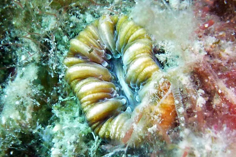 Corallo della specie Balanophyllia europaea (fonte: anne.menini/ Wikipedia) - RIPRODUZIONE RISERVATA