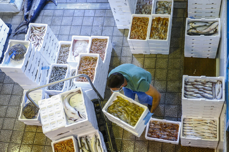 Ri-Pescato, 83mila pasti solidali con 12.000 kg pesce frodo - RIPRODUZIONE RISERVATA