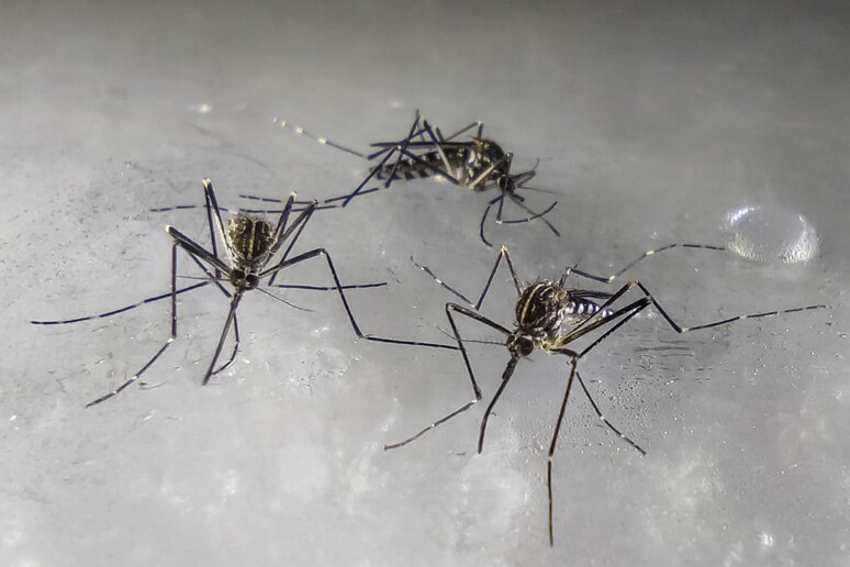 Zanzare della specie Aedes koreicus (fonte: Sara Epis, Università degli Studi di Milano) - RIPRODUZIONE RISERVATA