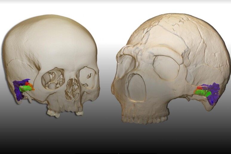 A sinistra l 'orecchio in 3D dell 'uomo moderno, a destra quello del neanderthal (fonte: Mercedes Conde-Valverde) - RIPRODUZIONE RISERVATA