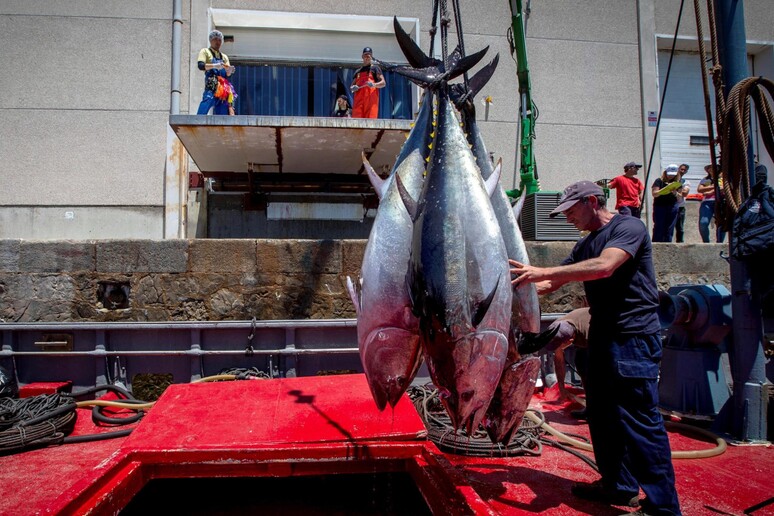 Pesca: Pe verso scontro con gli Stati su quote tonno rosso - RIPRODUZIONE RISERVATA