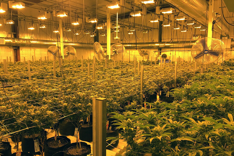Cannabis coltivata indoor all 'interno di edifici chiusi (fonte: Oregon Dep. of Agriculture, Flickr) - RIPRODUZIONE RISERVATA