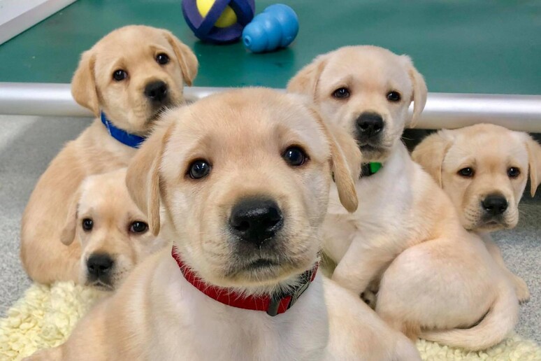I cuccioli di cane geneticamente programmati per comunicare con gli esseri umani (fonte:  Emily Bray/University of Arizona) - RIPRODUZIONE RISERVATA