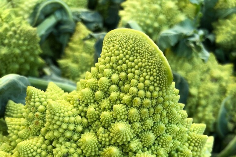 Matematica e genetica risolvono il mistero della forma del broccolo romanesco (fonte: N. Prunet) - RIPRODUZIONE RISERVATA