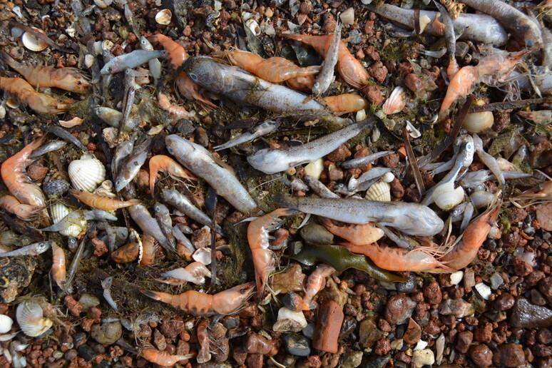Moria di migliaia di pesci e crostacei nel Mar Menor © ANSA/EPA