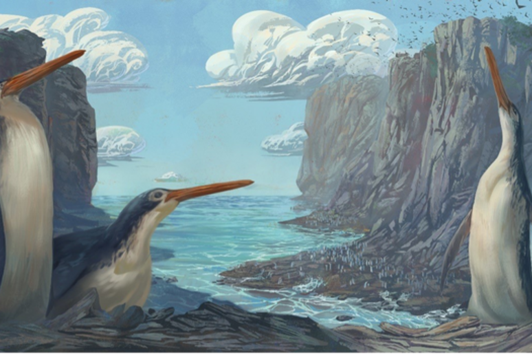 Rappresentazione artistica dei pinguini prestorici  Kairuku waewaeroa (fonte: Simone Giovanardi) - RIPRODUZIONE RISERVATA