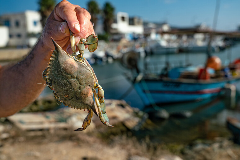 Il granchio blu minacciato dalla pesca intensiva nel Mediterraneo -     RIPRODUZIONE RISERVATA