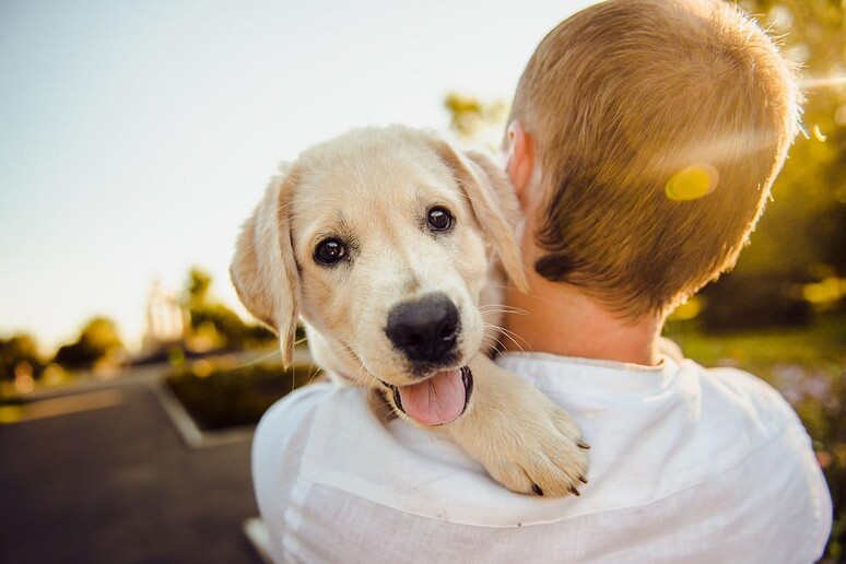 Due mutazioni genetiche avrebbero facilitato la domesticazione del cane (fonte: Pixabay) - RIPRODUZIONE RISERVATA