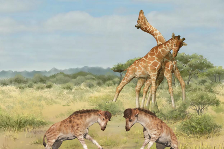 In primo piano la ricostruzione artistica dello Discokeryx xiezhi, il lontano cugino della giraffa vissuto 17 milioni di anni fa (fonte: Wang Yu, Guo Xiaocong) - RIPRODUZIONE RISERVATA