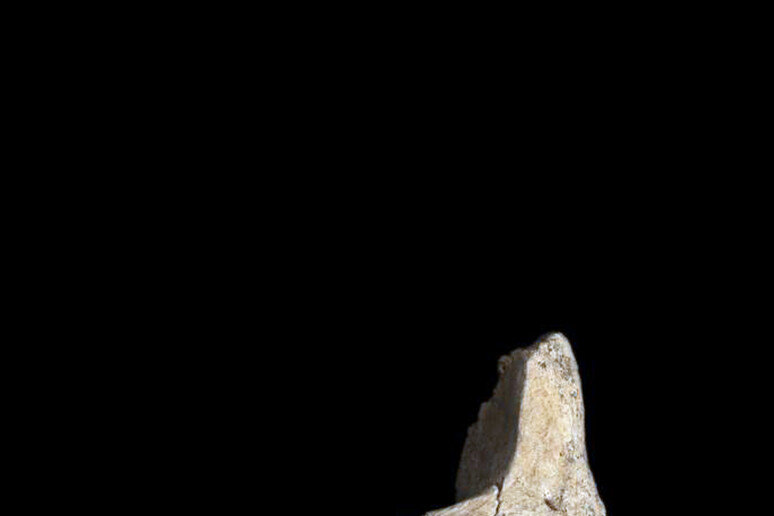 I resti fossili di un volto umano scoperti ad Atapuerca in Spagna risalenti ad almeno 1,2 milioni di anni fa -     RIPRODUZIONE RISERVATA