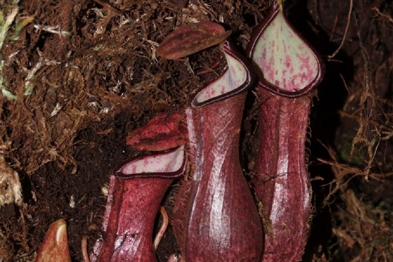 La pianta carnivora Nepenthes pudica, la prima del genere scoperta nel sottosuolo (fonte: Martin Dančák) - RIPRODUZIONE RISERVATA