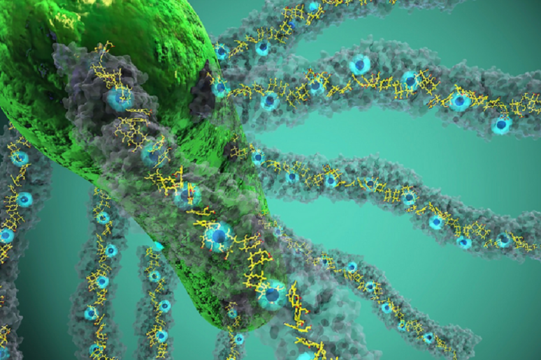 Il citocromo OmcS nei nanofilamenti prodotti dai batteri (fonte: Ella Maru Studio) - RIPRODUZIONE RISERVATA