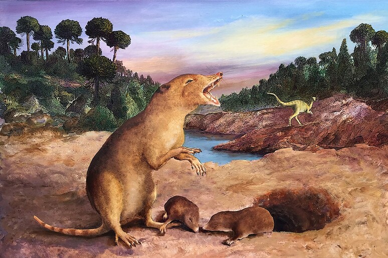 Il Brasilodon quadrangularis, il mammifero più antico conosciuto finora (fonte: 2022 Anatomical Society/Wiley) - RIPRODUZIONE RISERVATA