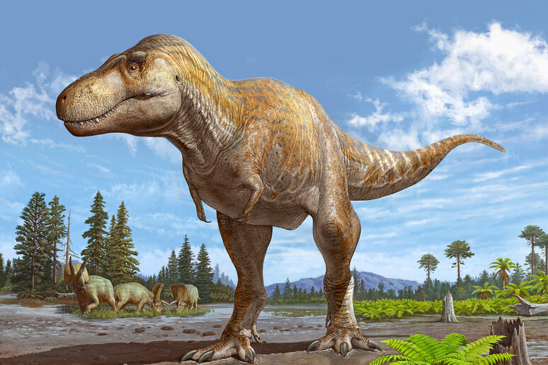 Rappresentazione artistica di un Tyrannosaurus mcraeensis (fonte: Sergei Krasinski) -     RIPRODUZIONE RISERVATA